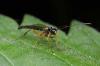 Rhyssella obliterata